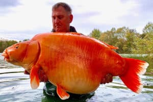 67 Pound Goldfish: Photo Credit JasonCowler/BNPS